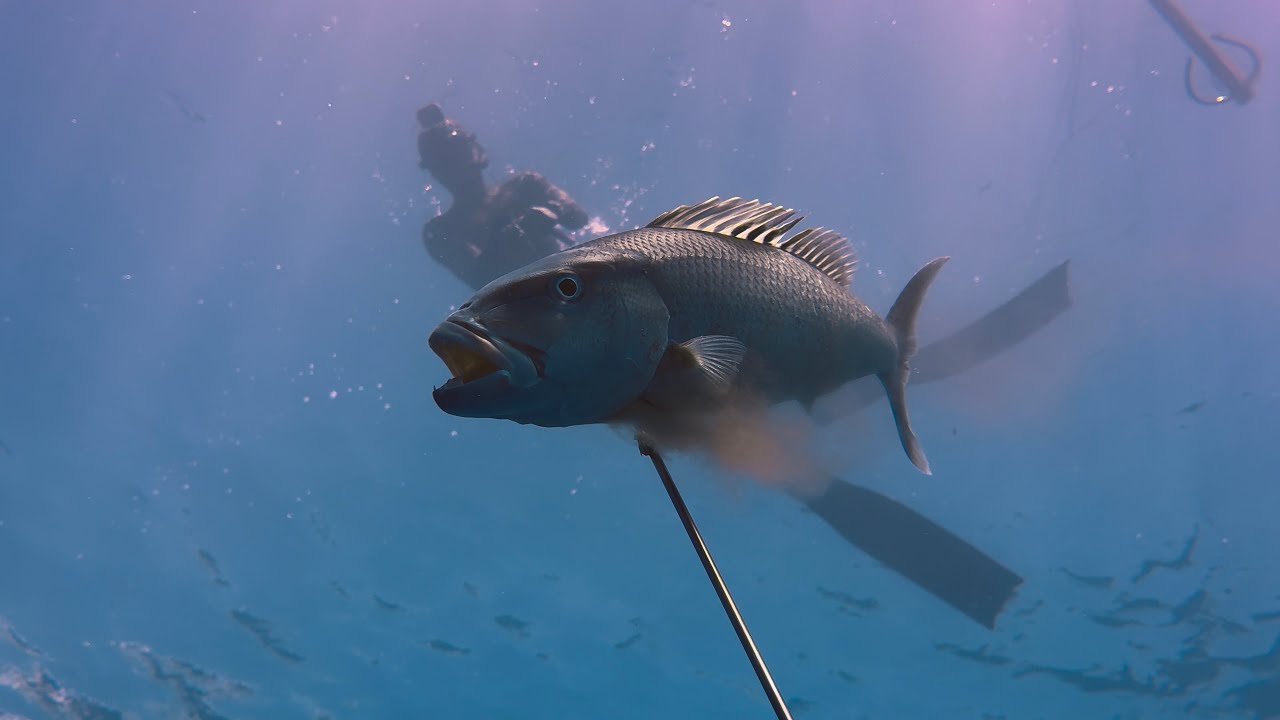 Dive Edit #5