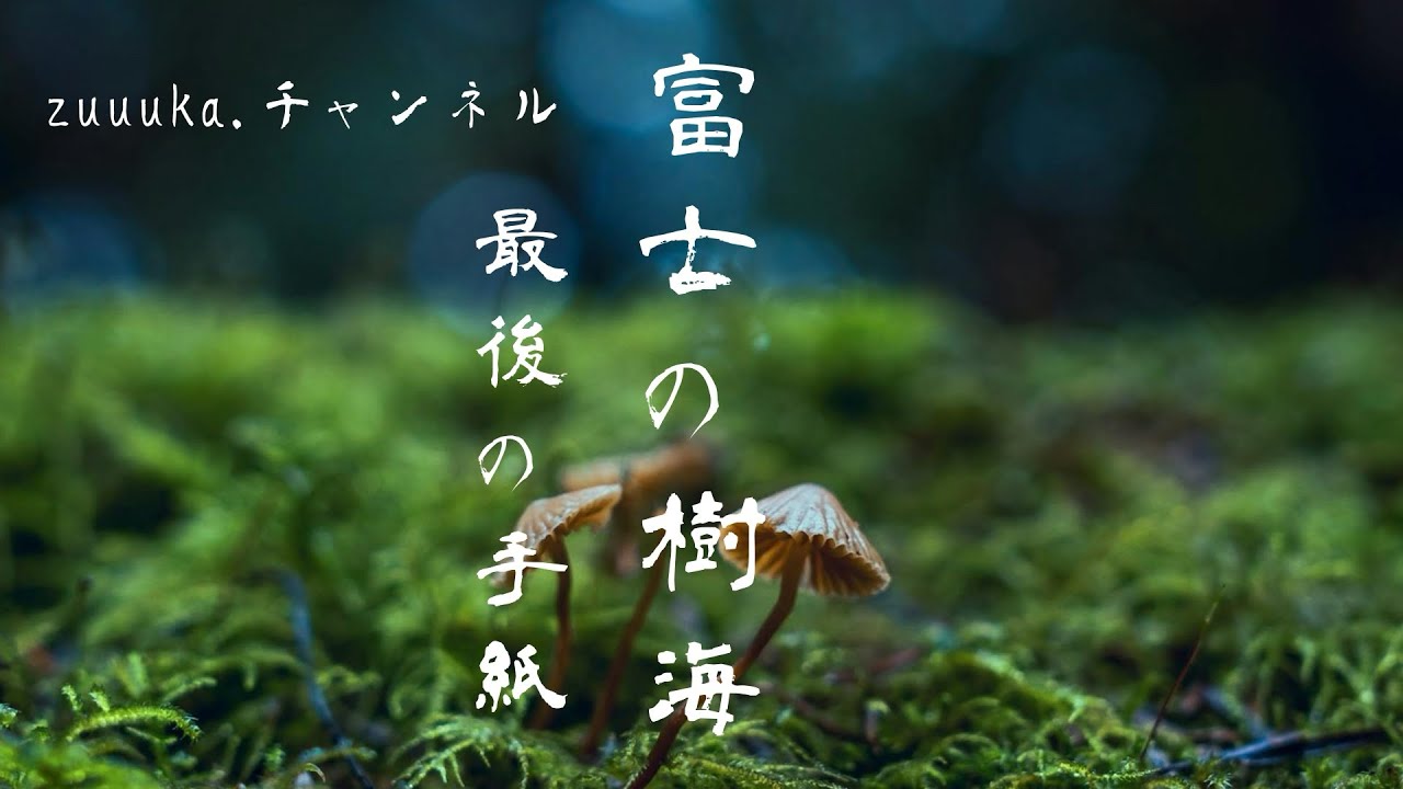 【富士の樹海】2024最後の動画、そして最後の手紙が置かれた近くで…最後に見た風景を…