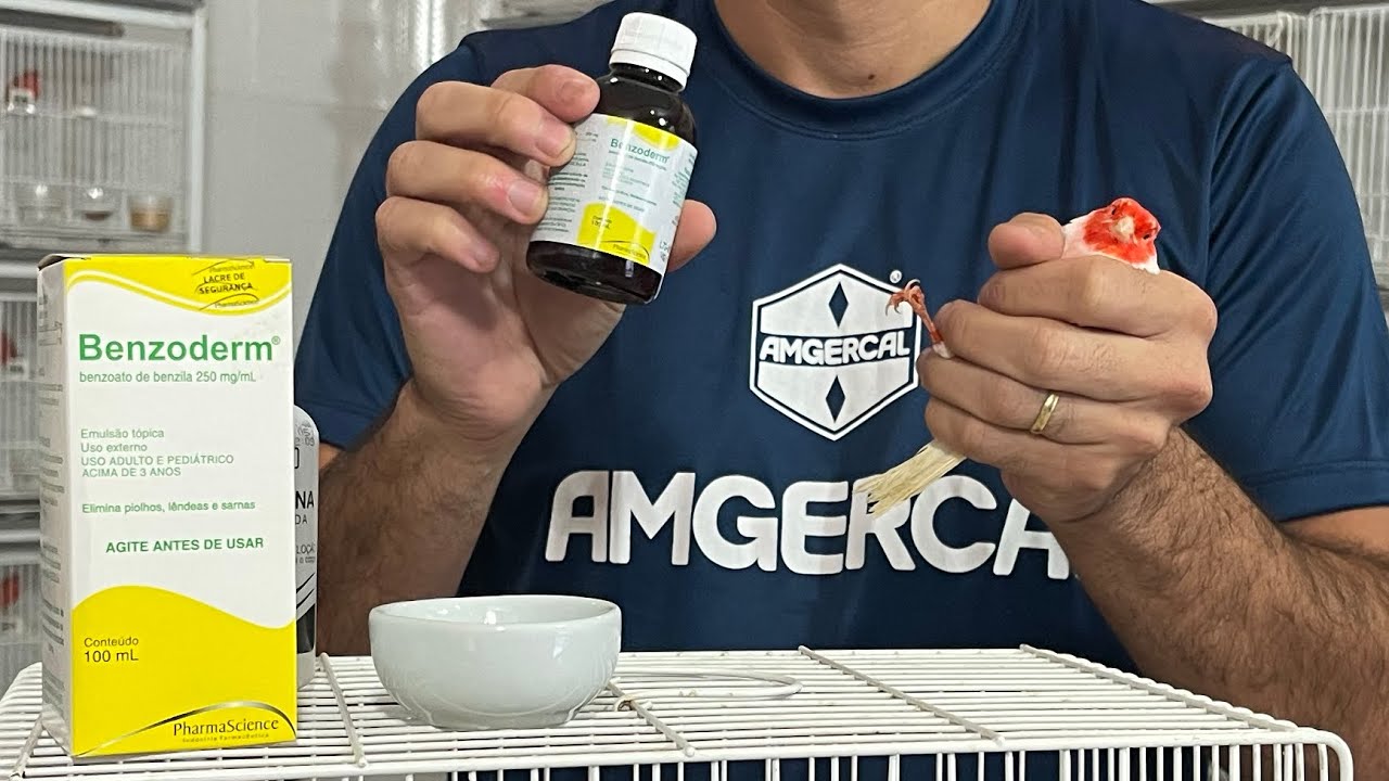 Aula 14: Tratamento para os PÉS dos CANÁRIOS
