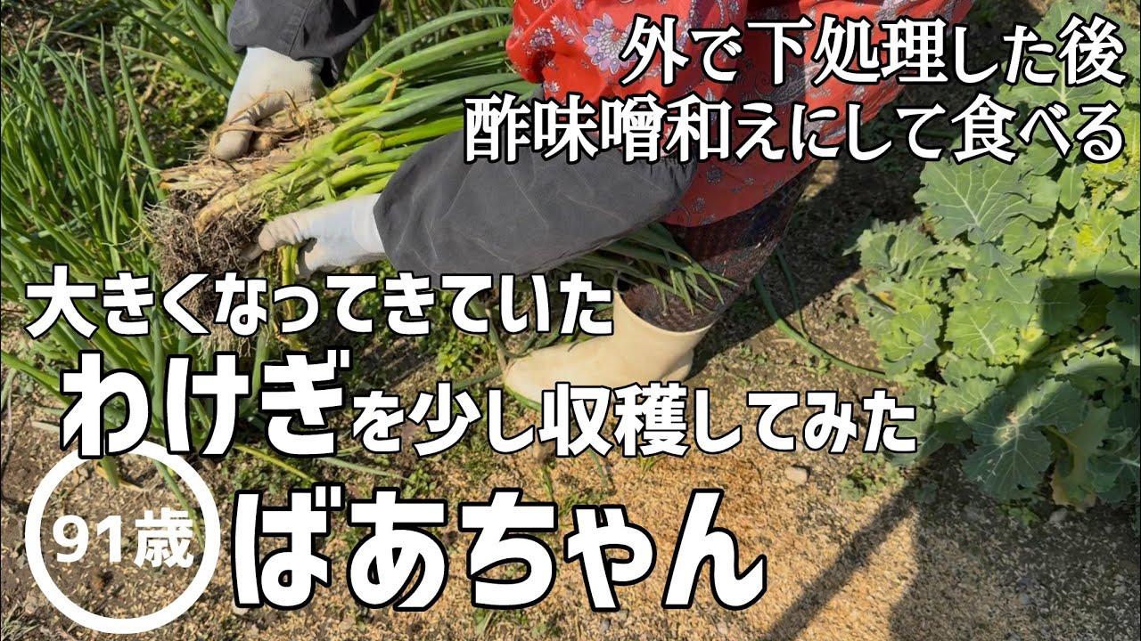 【畑仕事】大きくなってきていたわけぎを少し収穫してみた91歳のばあちゃん【田舎暮らし】