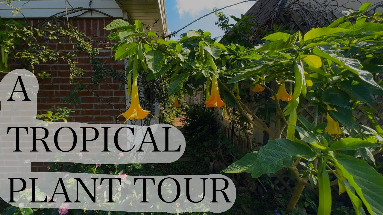 And Crape Myrtles are… Trash trees?