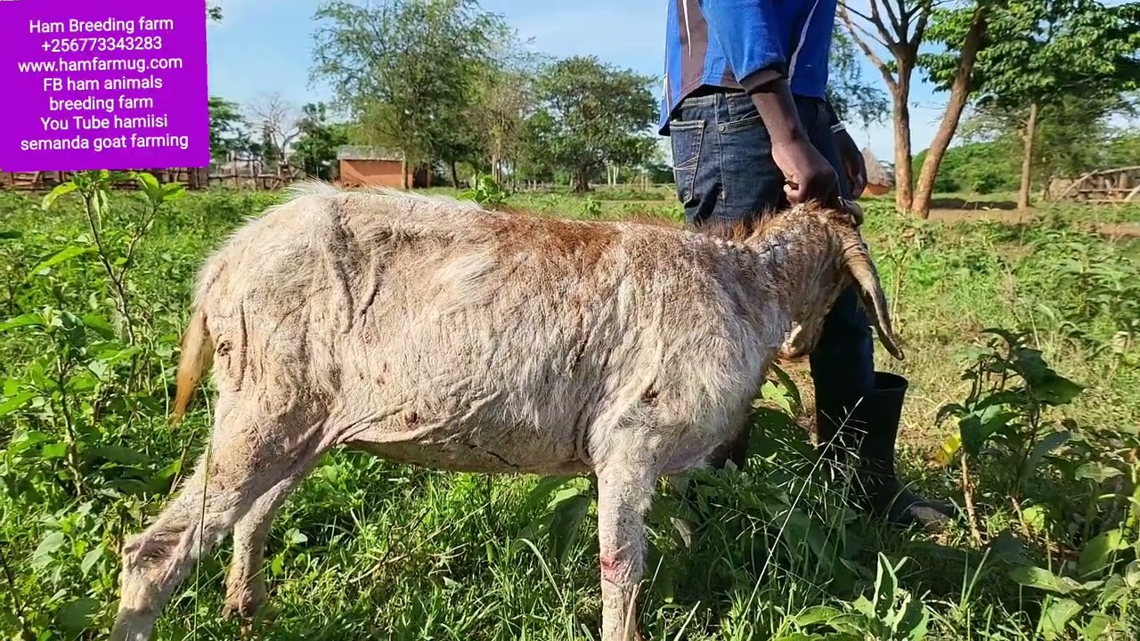 Goats worms (mange )goats diseases the cause and treatment