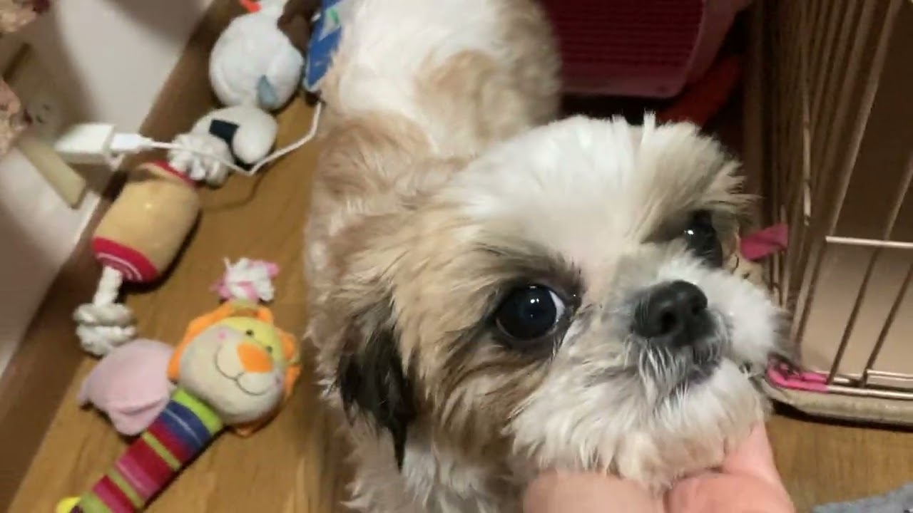 ガムちゃん食べ終わり動画🐶#シーズー大好き部 #シーズー #癒し #犬のいる生活 #可愛い #ご馳走様でした