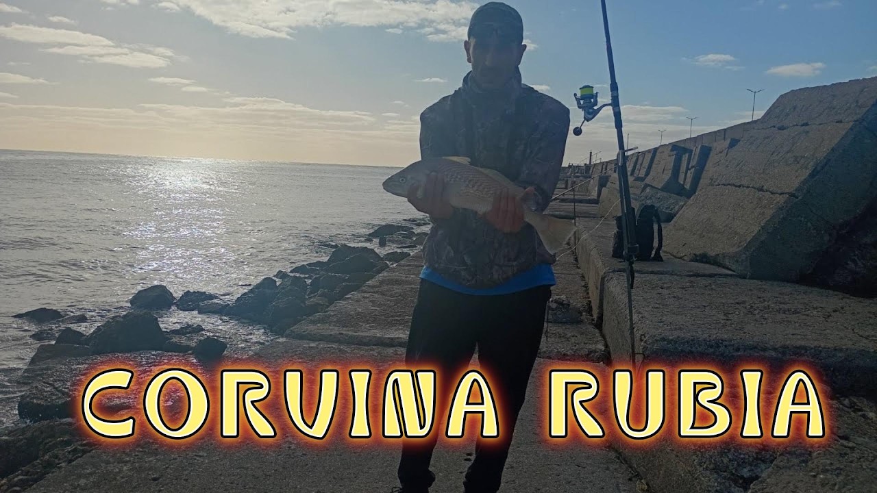 Corvina rubia en la Escollera Norte !!! Vimos la fragata libertad de paso !!!
