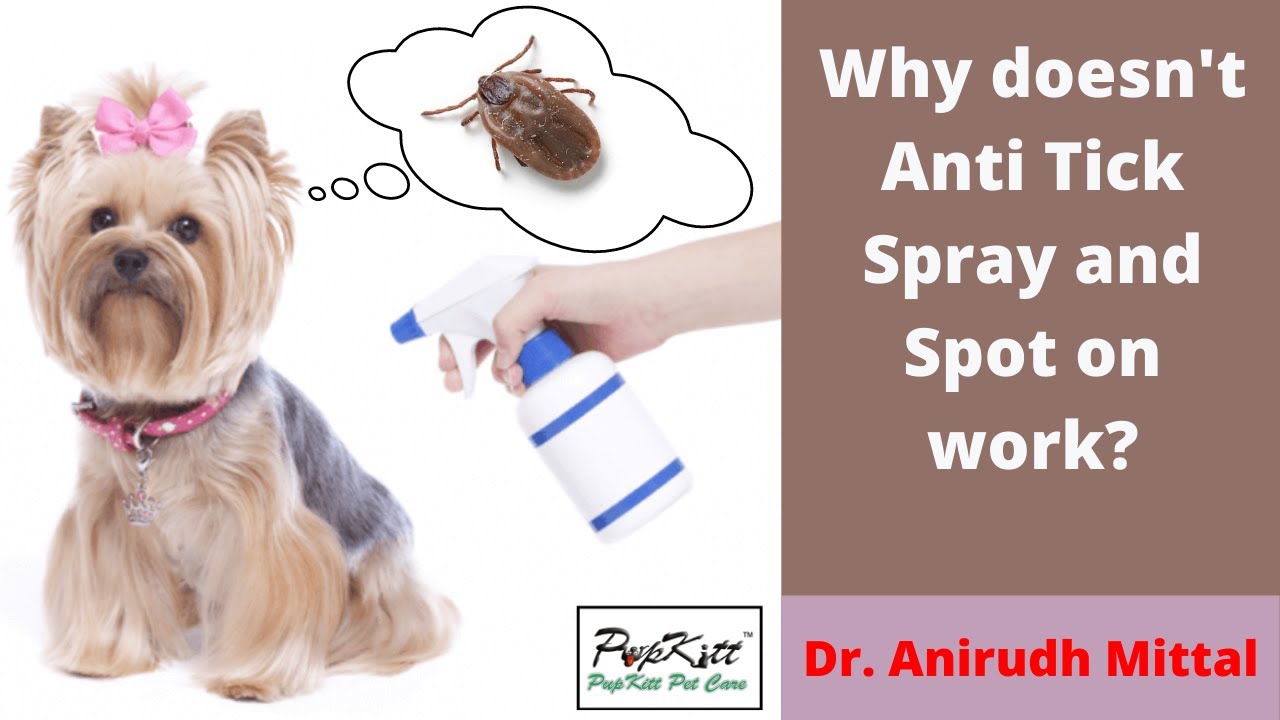 Right way to use Anti Tick Spray & Spot On | By Dr. Anirudh Mittal | Pupkitt Pet Care