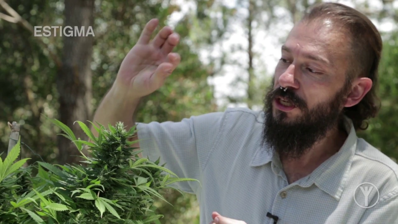 Ep.#3 - Estrutura da planta