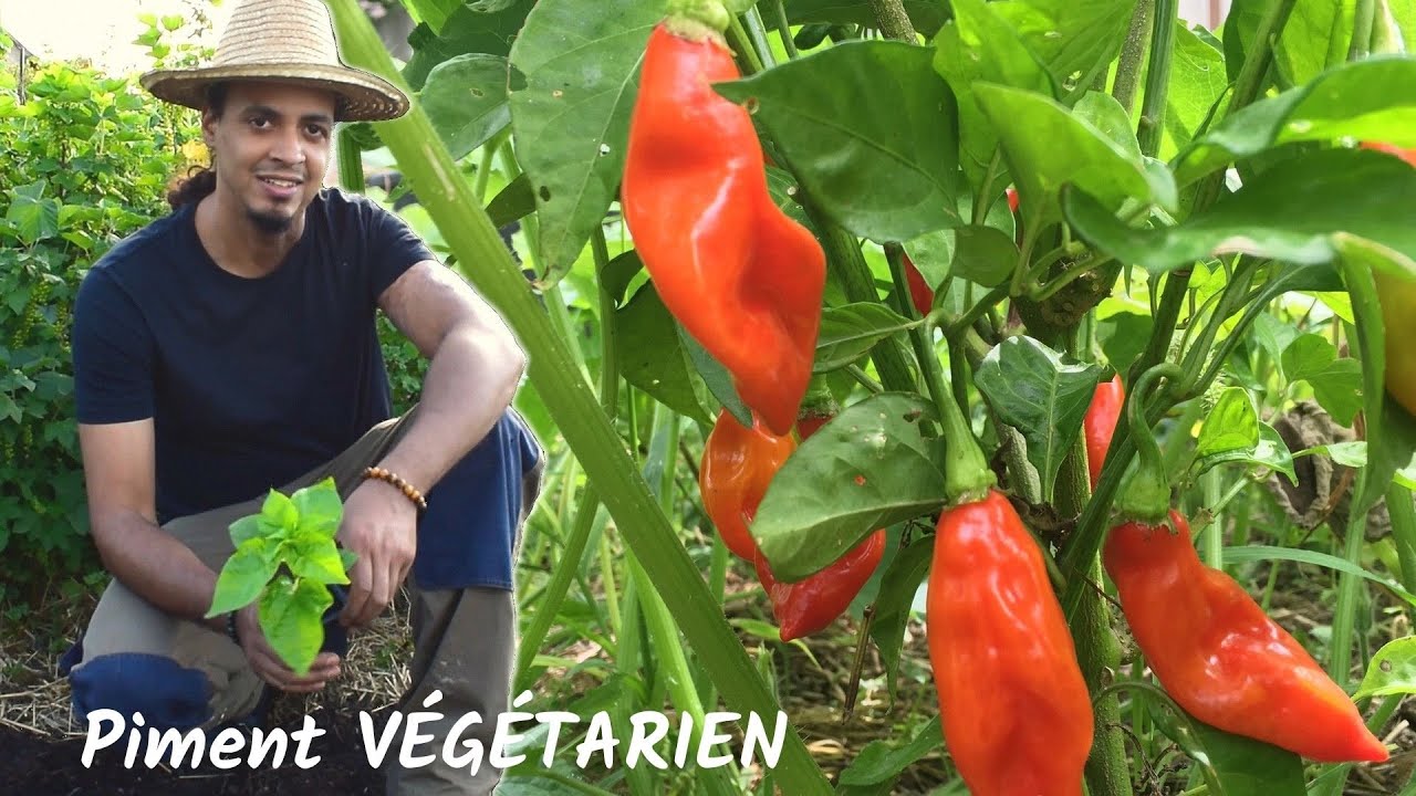 Comment cultiver le Piment VEGETARIEN | En pot ou dans son jardin