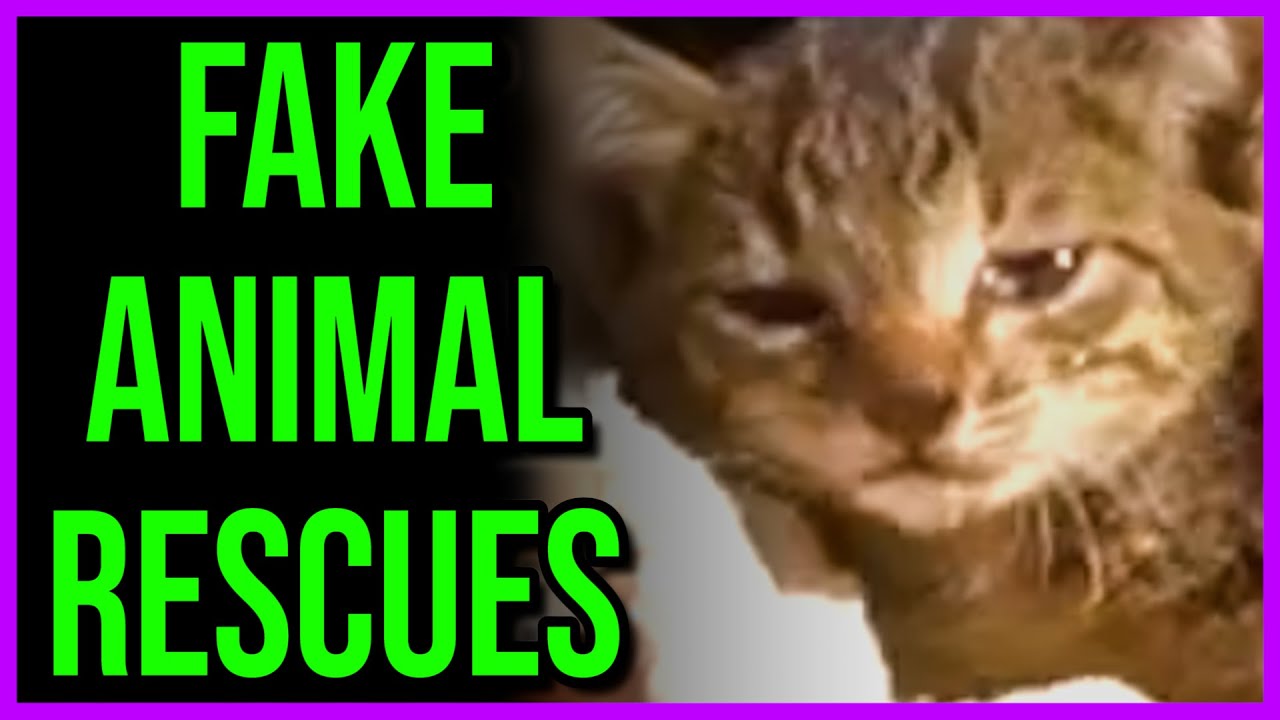 Fake Animal 