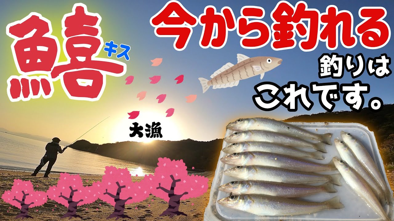 2021年「キス釣り」シーズンイン!?調査のつもりが大漁でした！！【初心者向けの釣り】