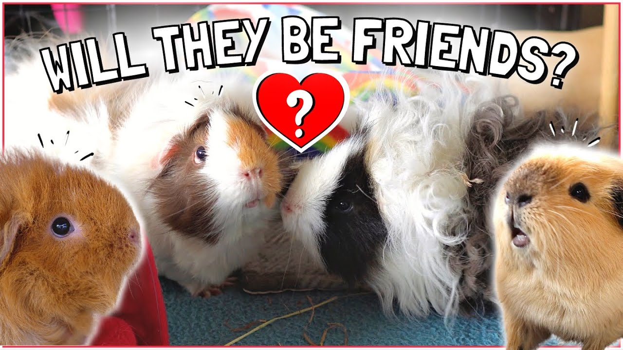 Guinea Pig Bonding: One Boar, Three Sows!