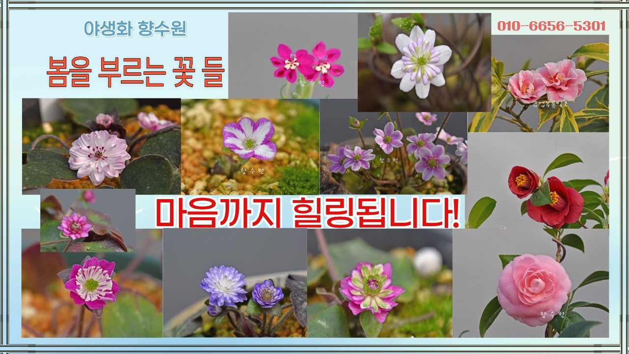 노루귀, 동백 등 봄을 부르는 꽃