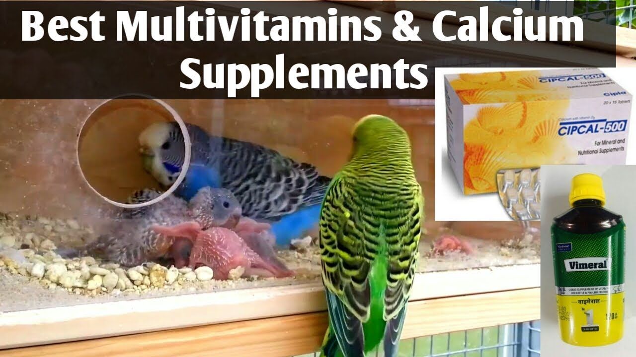 Budgies Parrots Supplements Calcium and Vitamins