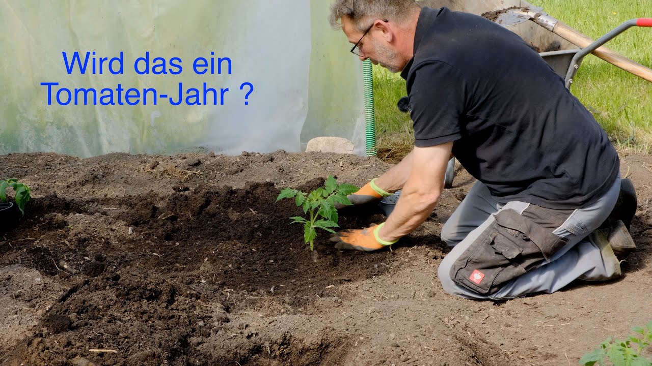 Seit 3 Monaten kaum Niederschlag - Tomaten kommen in den Folientunnel
