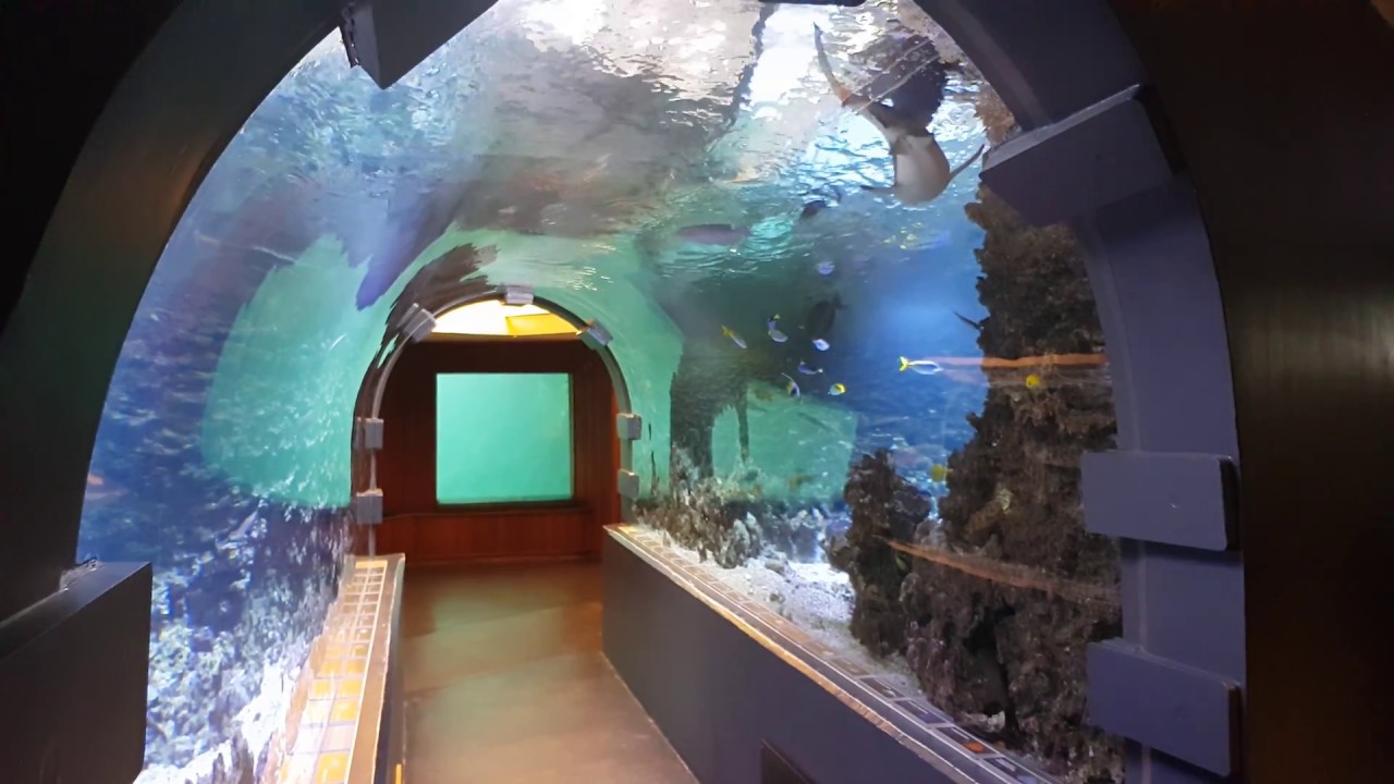 Akvariet i Bergen (Bergen Aquarium) Part 1