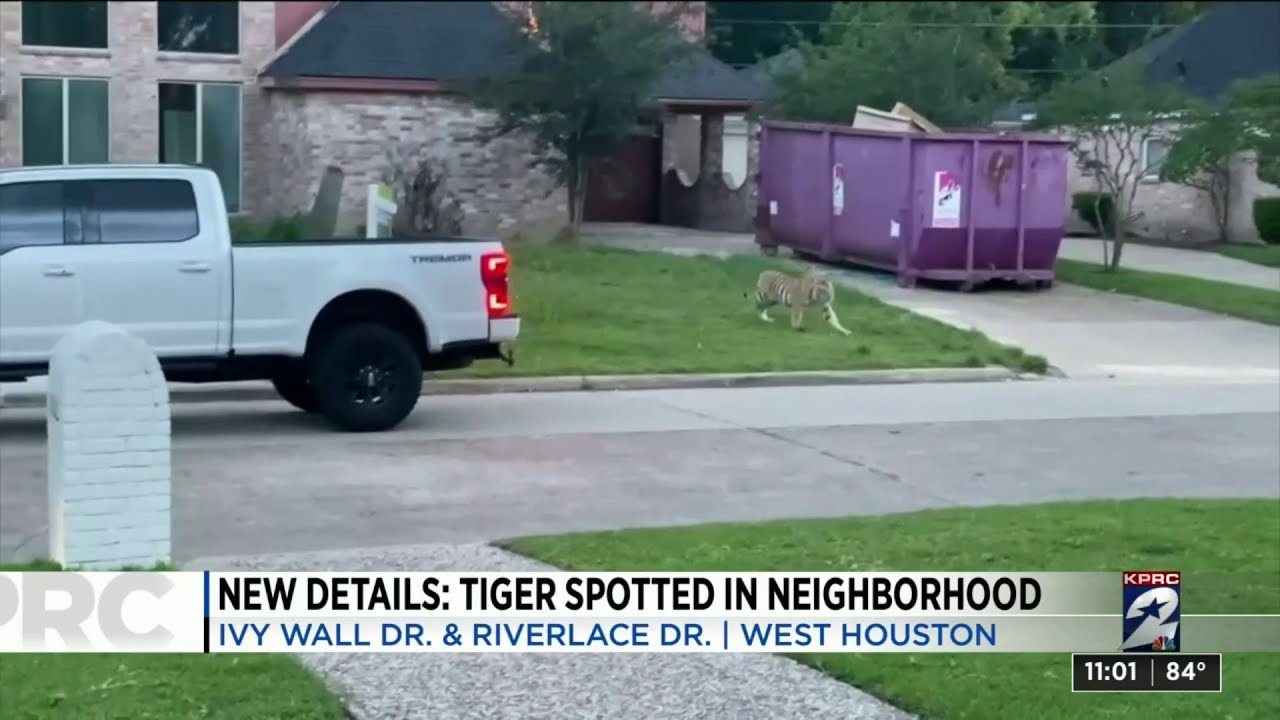 Tiger spotted on front lawn of home in west Houston neighborhood
