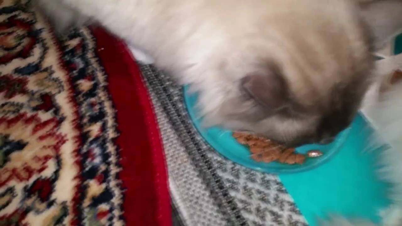 [ASMR] Cats Meal Time - Food eating, licking noise. No talk.
