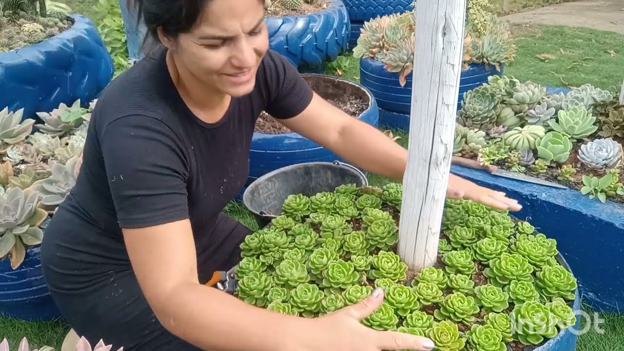 Limpeza e replante das suculentas compactas do jardim