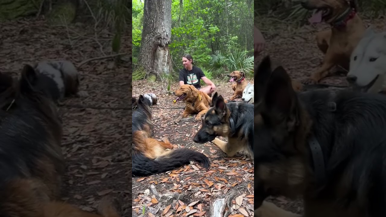 Taking 12 dogs on an off-leash hike 👀 #dog #dogtraining #shorts