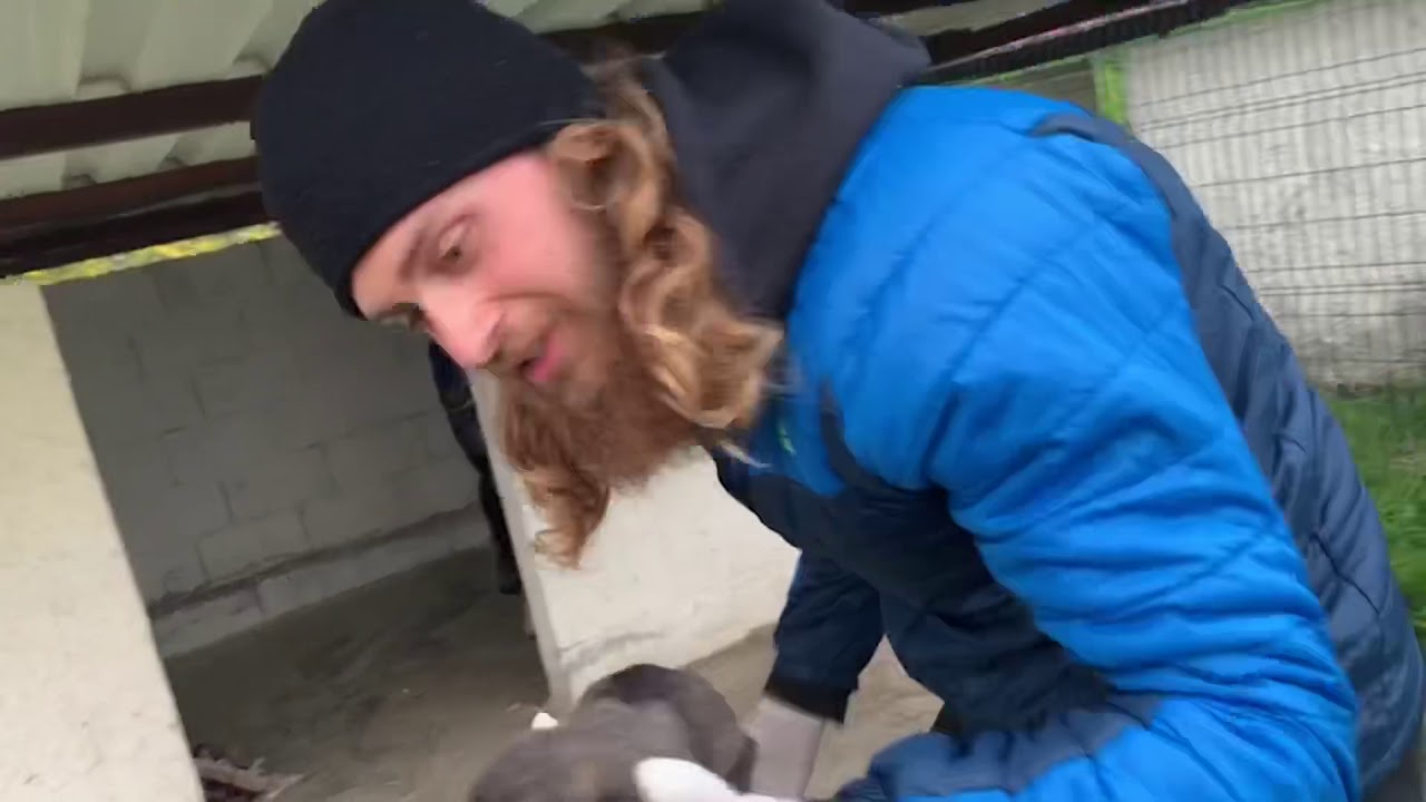 Mother dog protects new born puppies from gettıng hurt