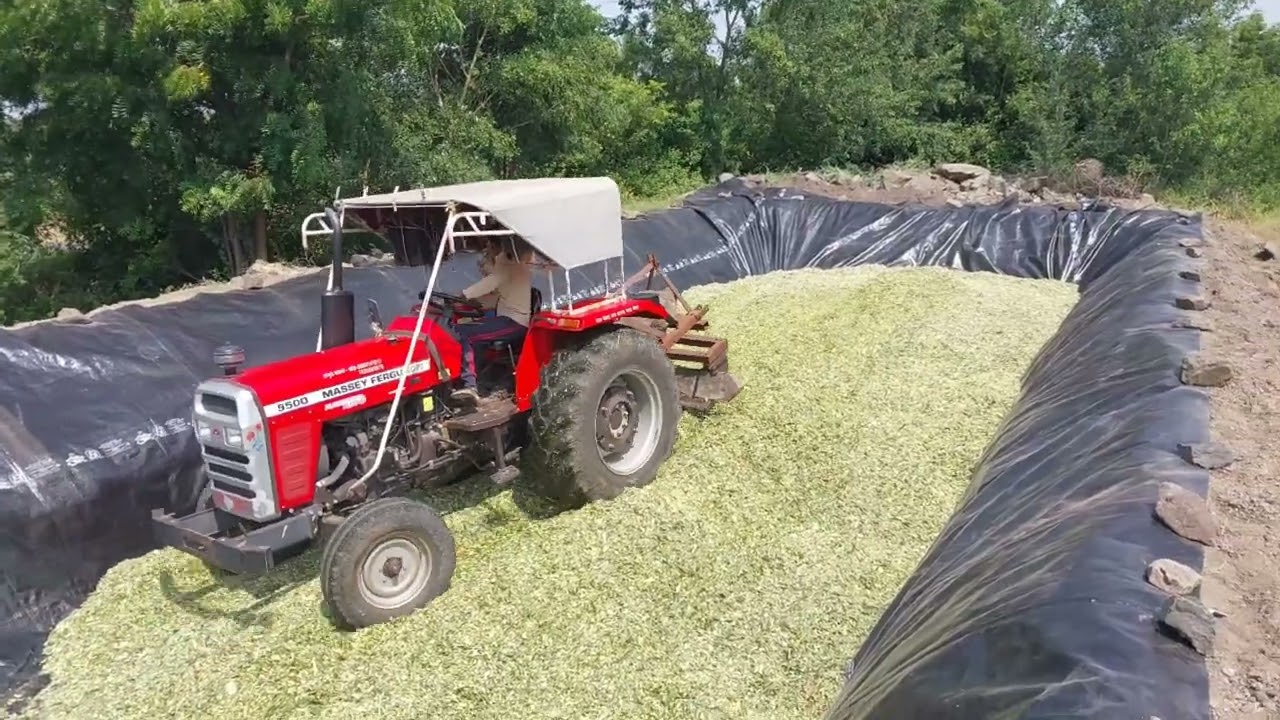 मुरघास  खड्डा  पद्धत | 65  टन  मुरघास   ( Agrotech Dairy Farm )  PART - 1