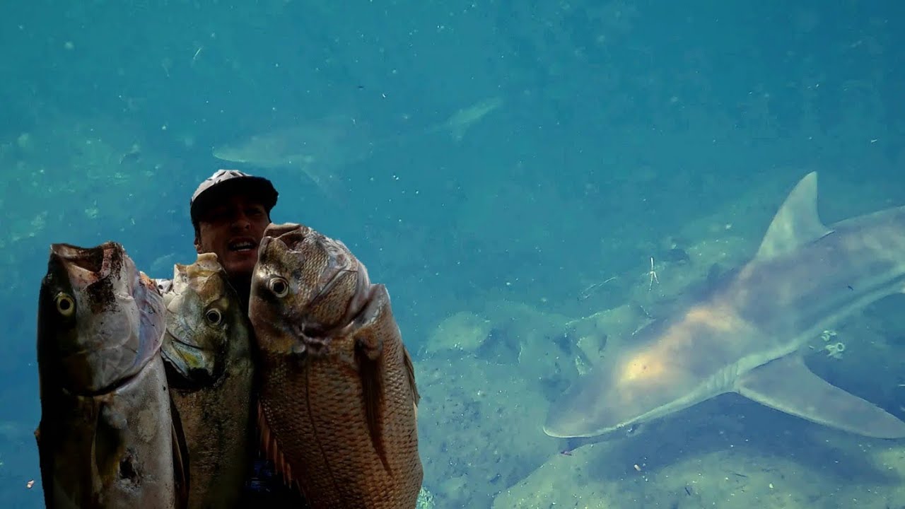 Harbour Spearfishing NZ - Sharks Everywhere!
