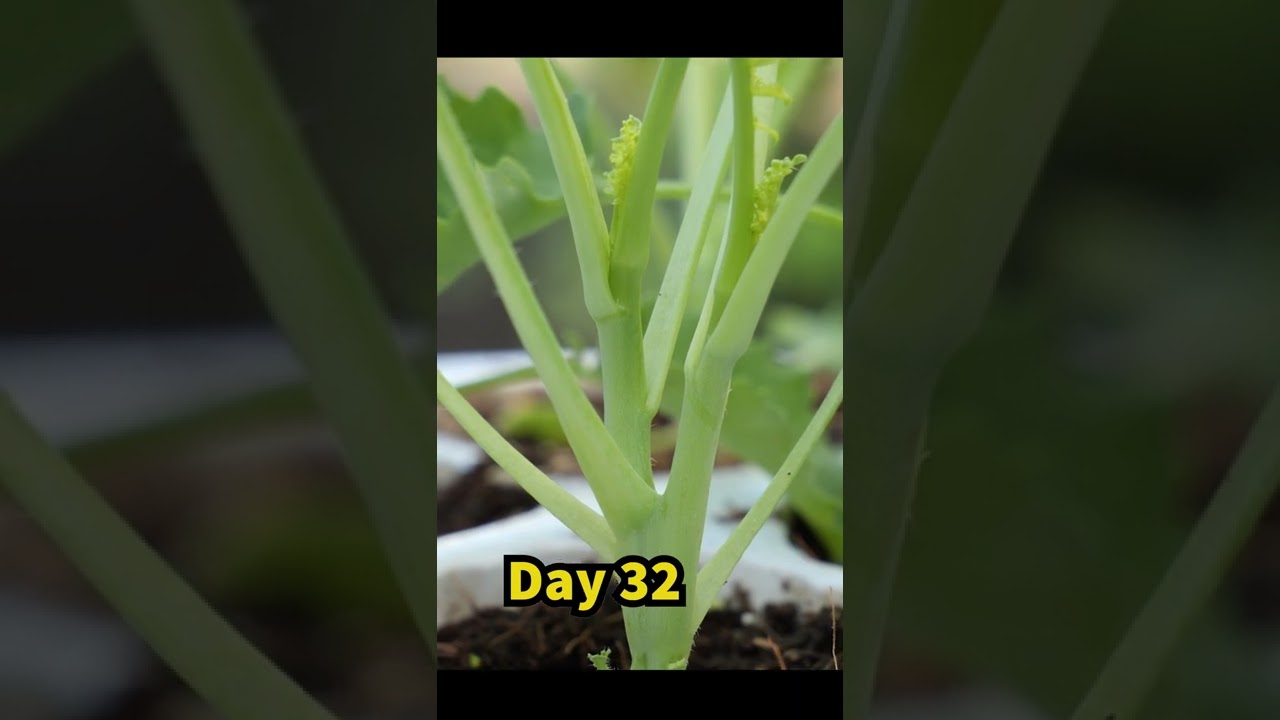 Growing Kale in Containers - Seed to Harvest
