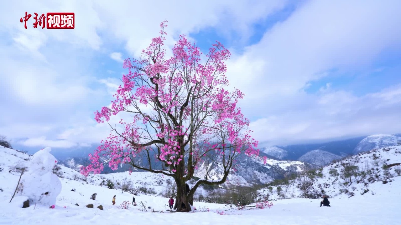 四川石棉：“夫妻古树”雪中绽放