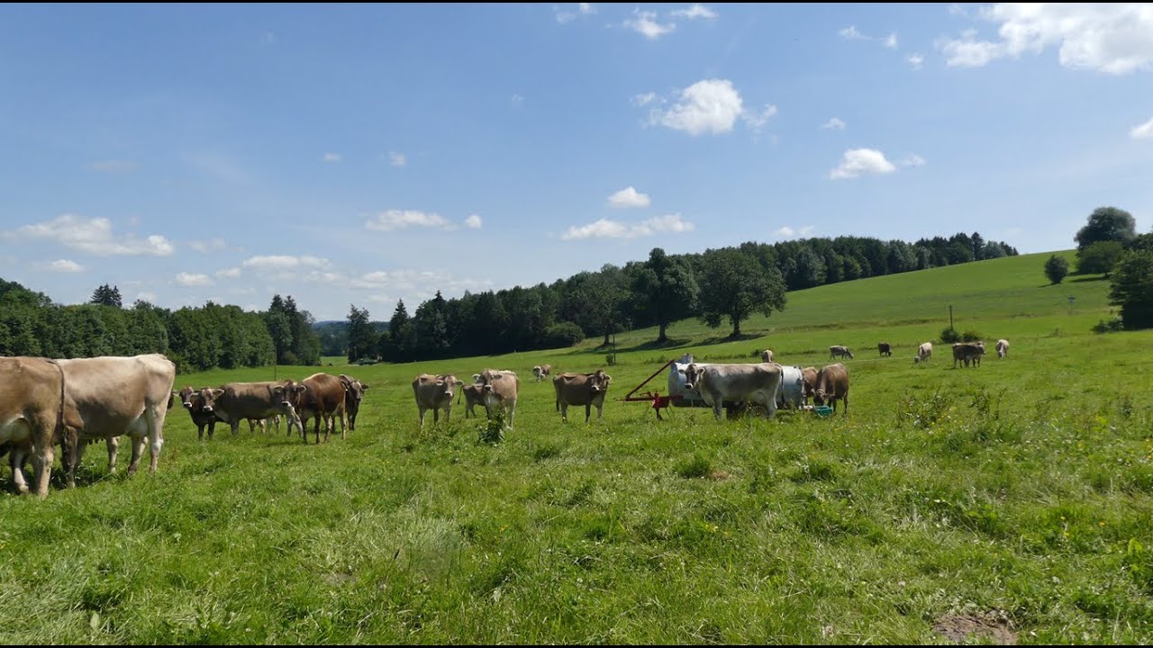 Koppelweide: Erfolgreiche Weidestrategie f&uuml;r Milchk&uuml;he