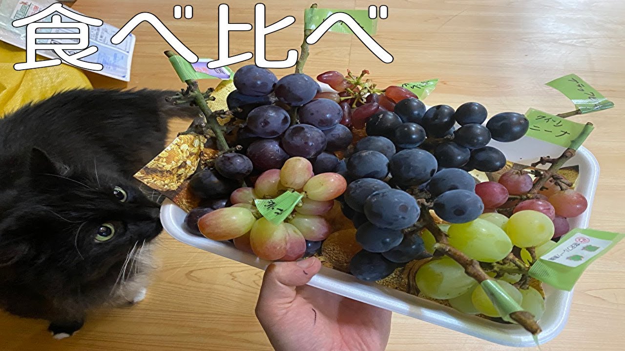 ぶどう食べ比べ、巨峰 ピオーネ 藤稔 ブラックビート 翠峰 クイーンニーナ サニードルチェ 秩父山ルビー part122