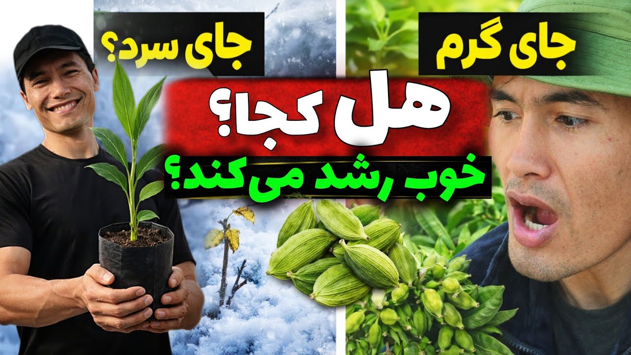 آیا هل در هوای سرد رشد می‌کند یا گرم؟ ۹۰٪ مردم اشتباه می‌کنند!