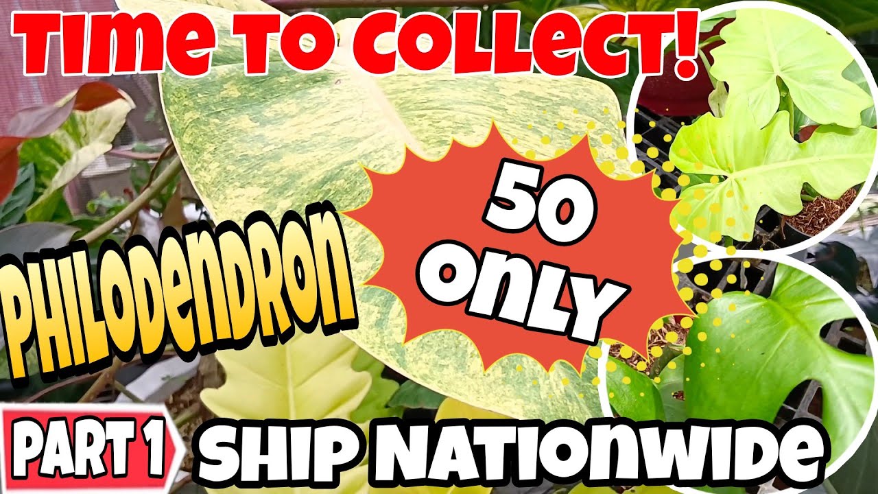 Best Time to Collect Philodendron! Sariling Propa 50 Pesos Only #plants  #garden #collection #best