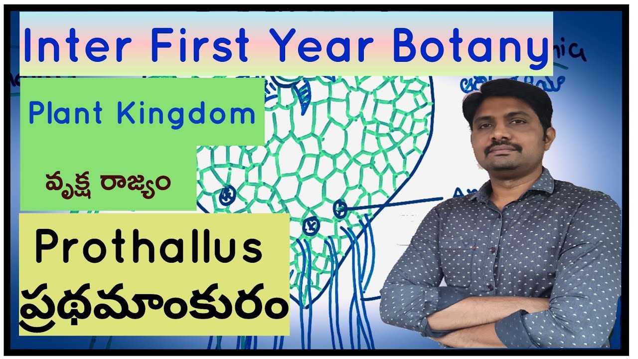 Prothallus ( Pteridophytes) | ప్రథమాంకురం | Inter First Year Botany | Plant Kingdom | వృక్షరాజ్యం