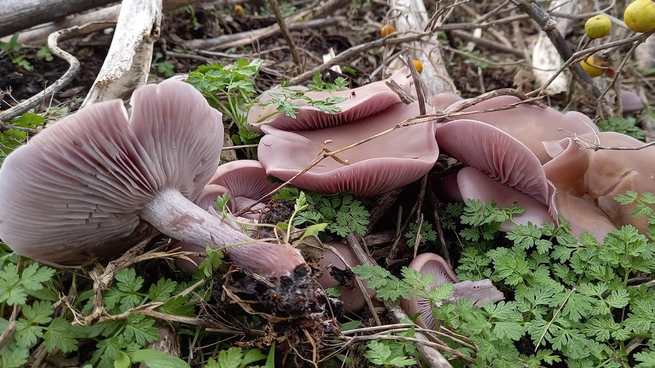 Lepista nuda (tricholoma nudum) setas buen. Μανιτάρι φαγώσιμο νόστιμο.🙄😋