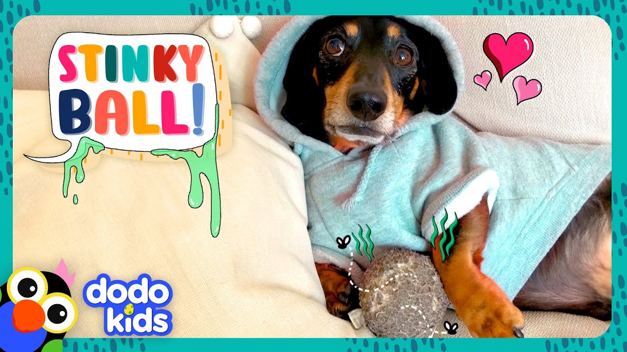 Stubborn Dog Won’t Let Mom Wash His Stinky Toy Ball! | Dodo Kids | It’s Me!
