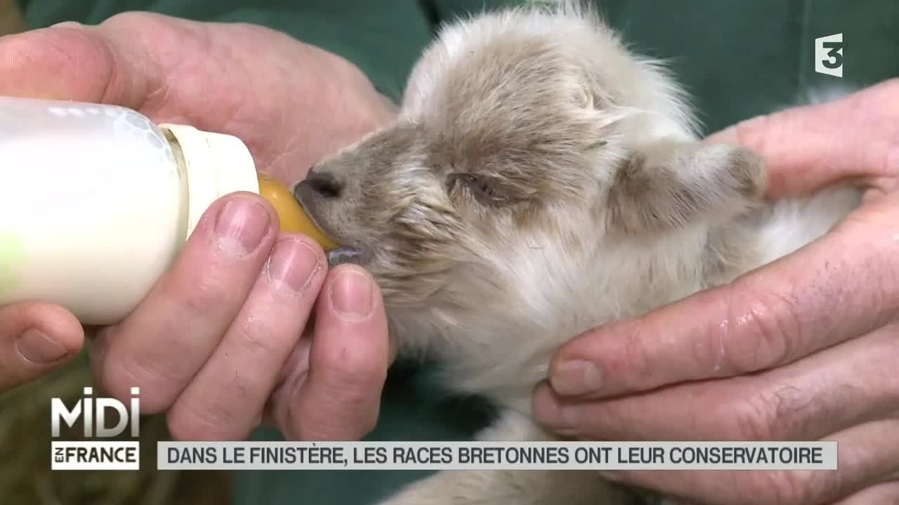 ANIMAUX : Dans le Finistère, les races Bretonnes ont leur conservatoire
