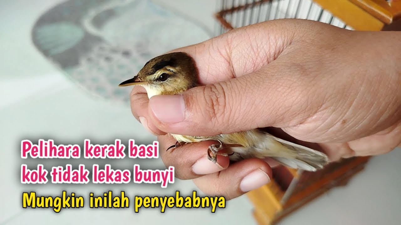 5 PENYEBAB UTAMA BURUNG KERAK BASI TIDAK KUNJUNG BUNYI‼️penting dan wajib tau