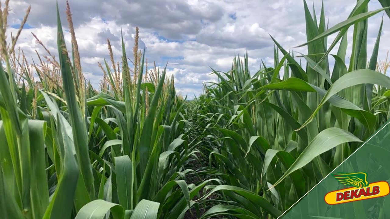 Ocena wegetacji odmian kukurydzy DEKALB na kiszonkę (odmiany DKC 2972 oraz DKC 3204)
