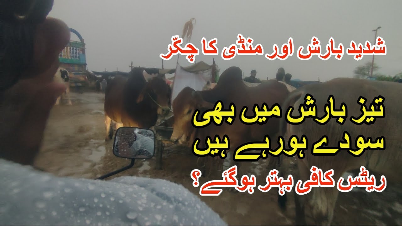 Tez Baarish Me Bhi Khob Soday | Sohrab Goth Mandi Visit In Rain