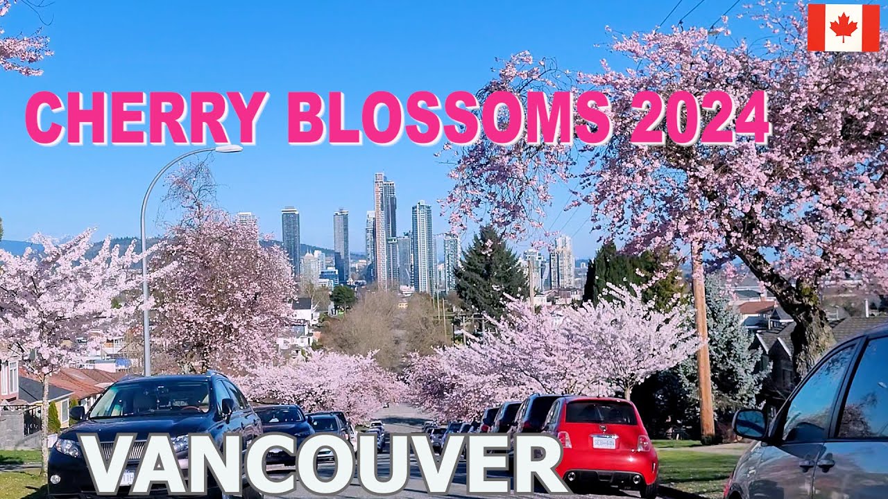 Cherry Blossoms in Vancouver BC Canada 4K | Sakura Bloom 2024