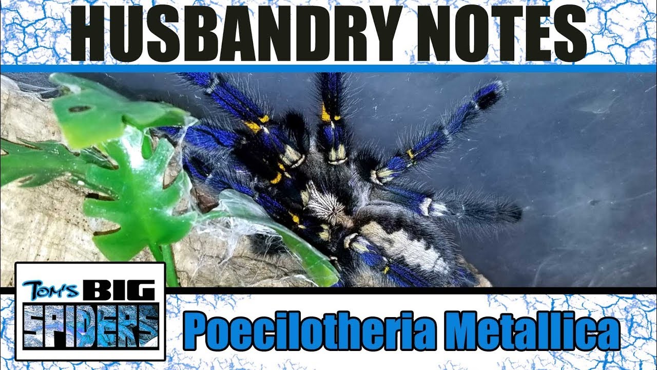 Poecilotheria metallica 