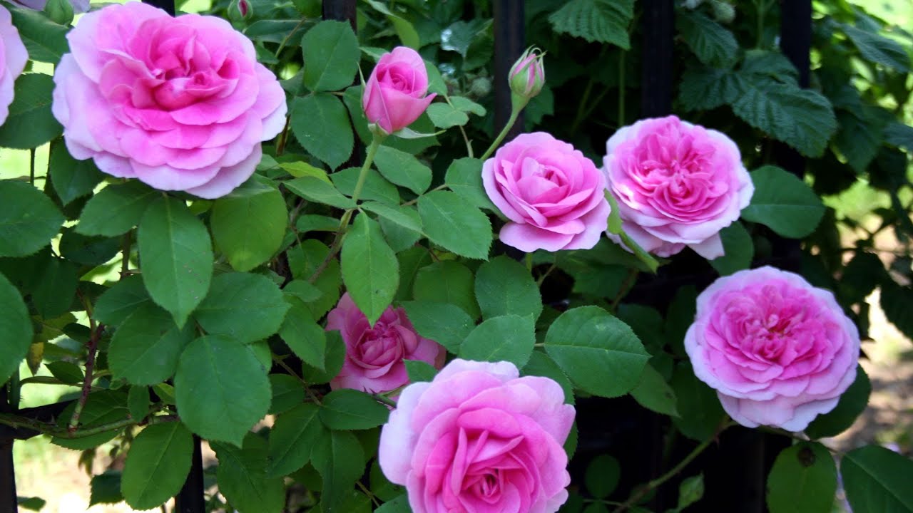 Best Way To Prune And Train Climbing Roses