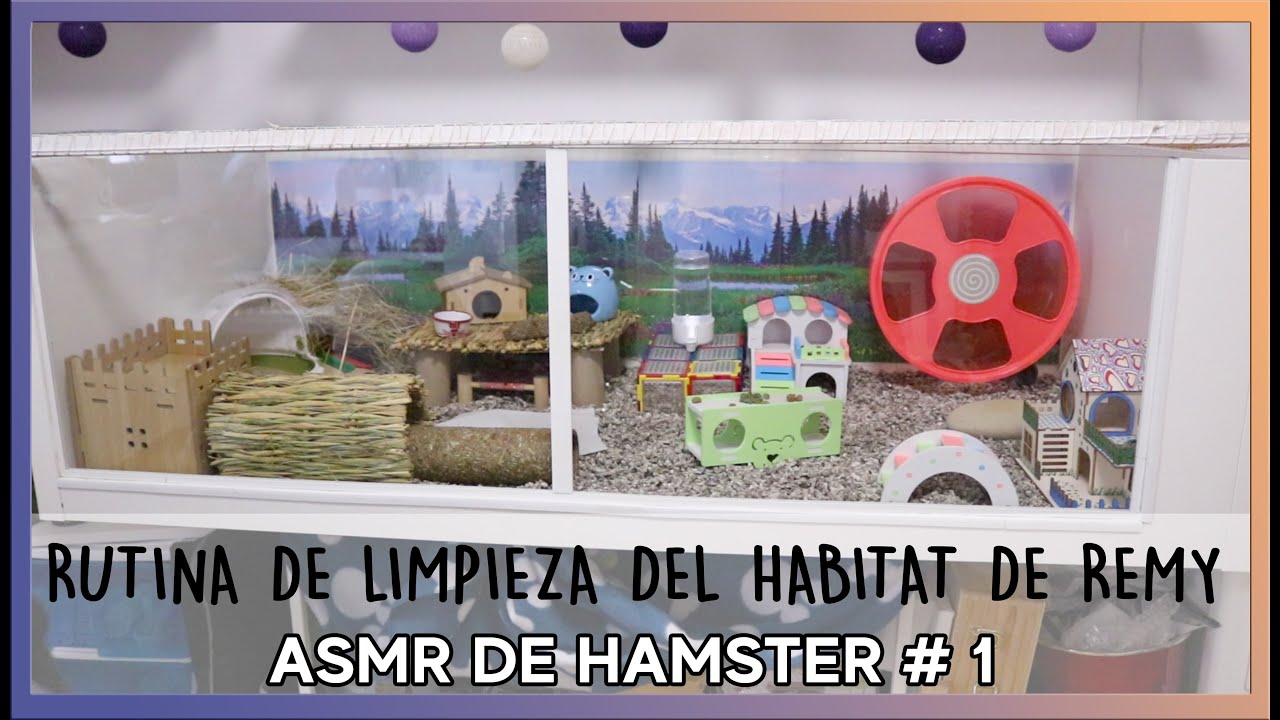 ASMR | Limpieza del recinto / jaula  de mi hámster ruso Remy