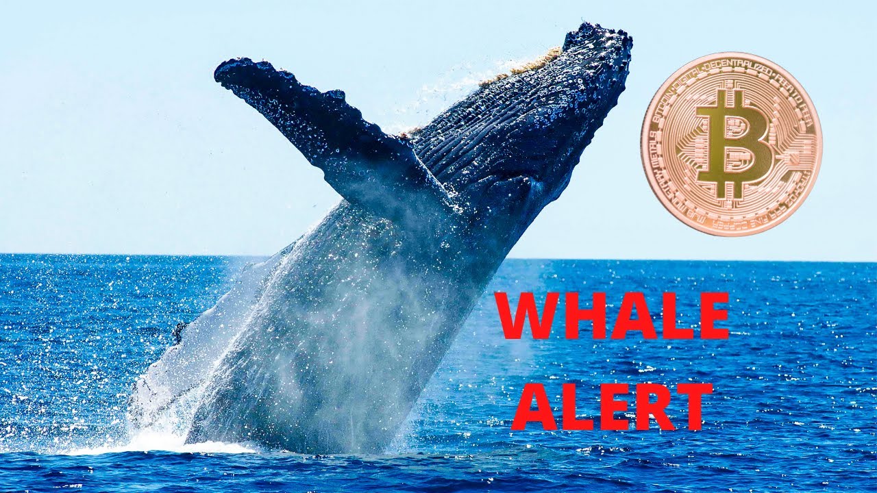 BITCOIN WHALE ALERT!! - WATCH NOW