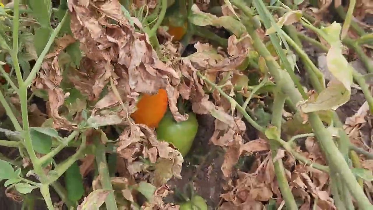 A maiô plantação de tomate da região de lajedo no interior de Pernambuco 