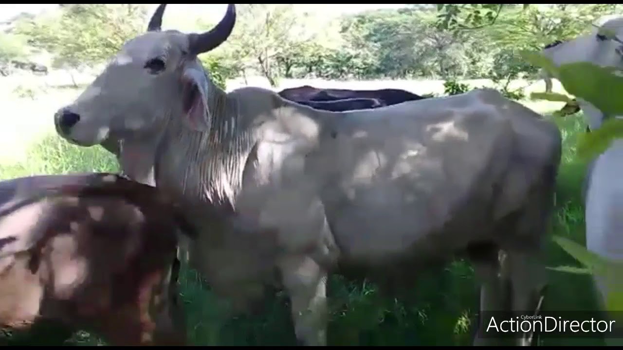Venta de FINCAS en Nicaragua. #Finca de 65 MZ, EN OCCIDENTE, AGRICOLAS Y GANADERIA.