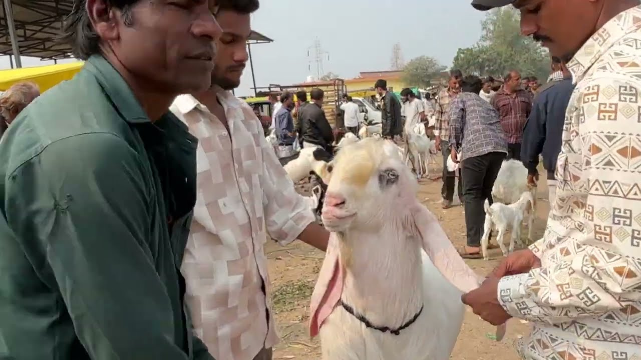 DEWAS BAKRA MANDI 26/11