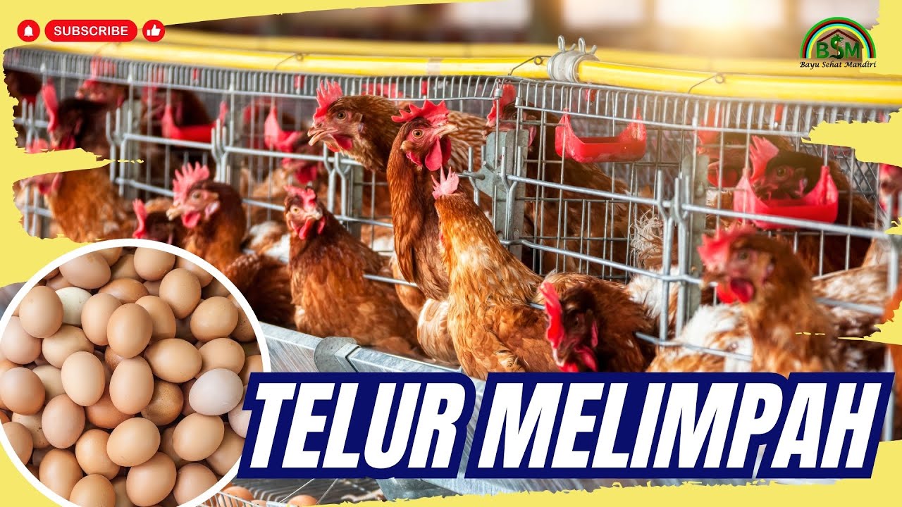 TIPS AGAR PRODUKSI AYAM PETELUR MENINGKAT