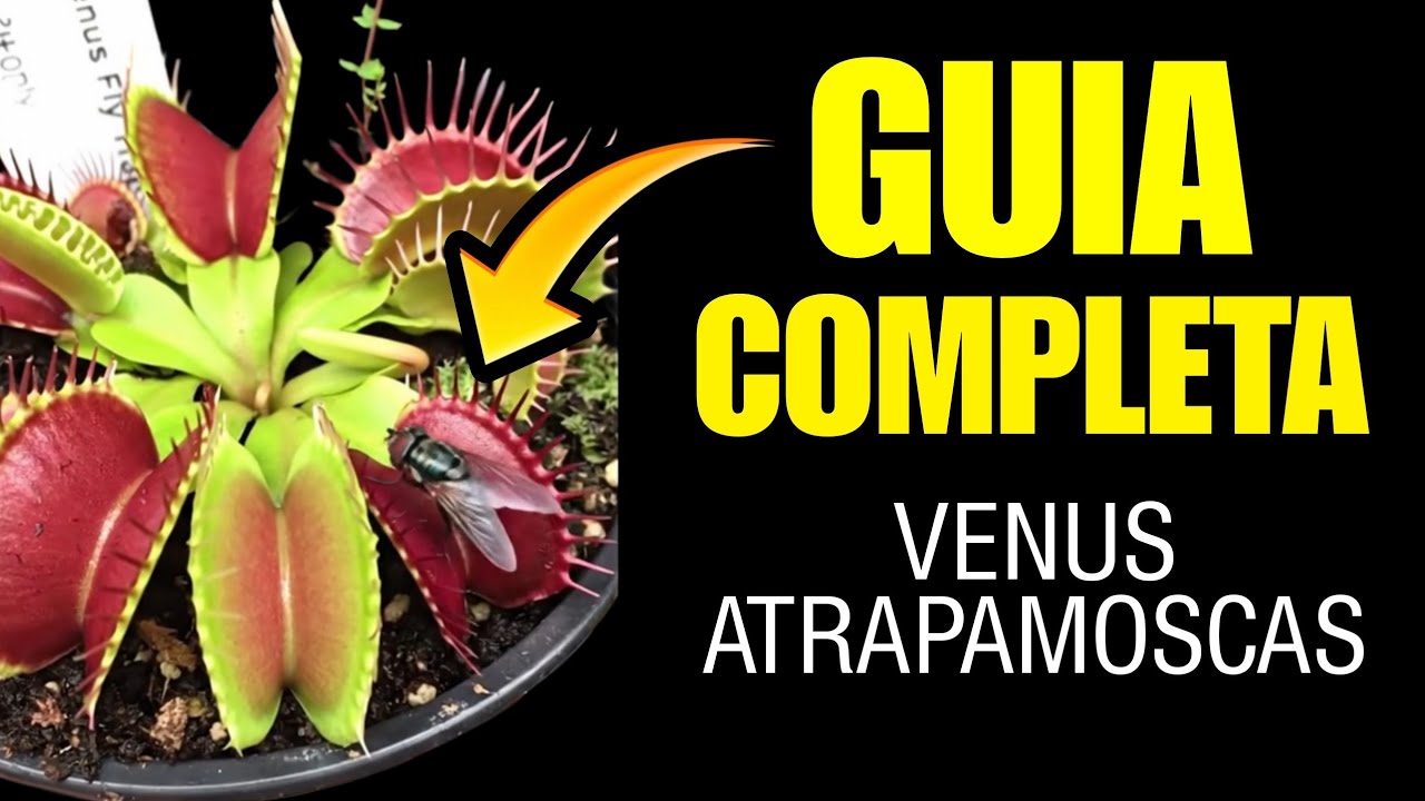 Cómo cuidar una Venus atrapamoscas paso a paso | Guía completa #plantas#plantascarnivoras #carnifans