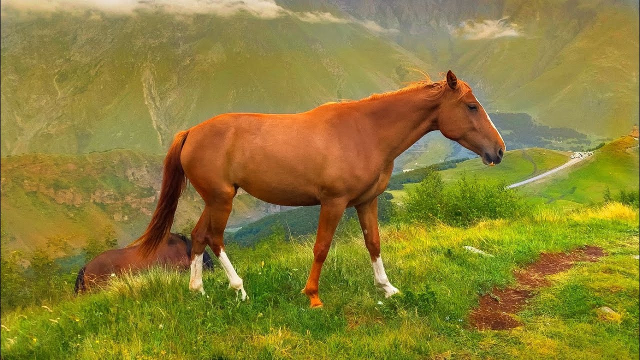 Horse Sound Effect (HD) 4K