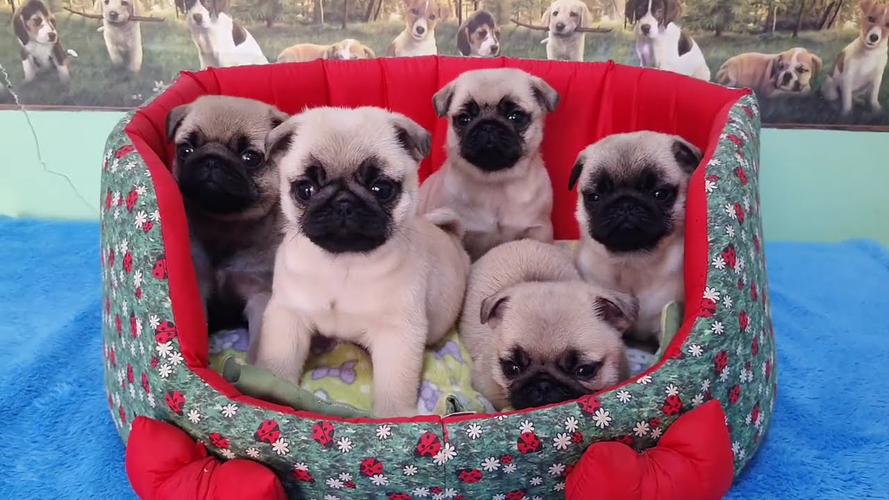 Filhotes Vicky x Eros (11/05/2025) - Pug